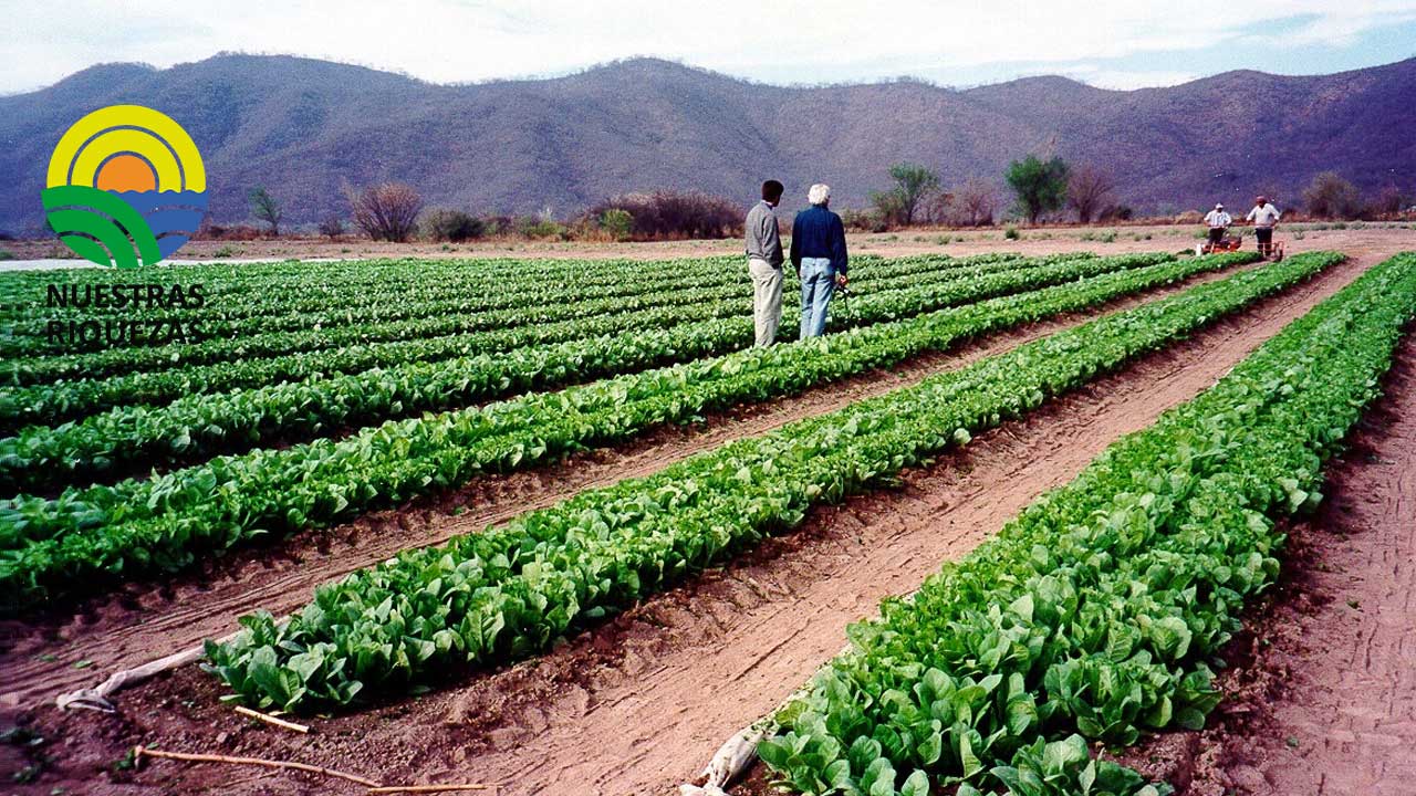 Gobierno transfirió más de $1800 millones del Fondo Especial de Tabaco