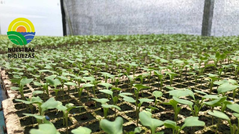 Hortalizas que se producen en Ducur, serán entregadas a productores de la zona