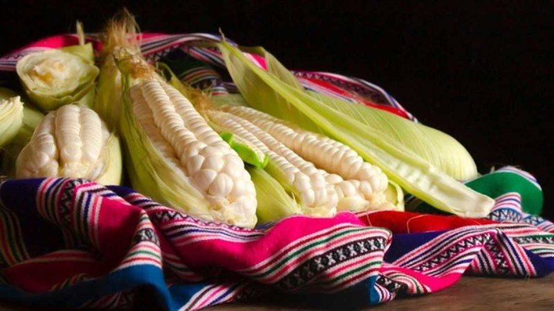 Inacal establece nuevos lineamientos para las buenas prácticas agrícolas del choclo