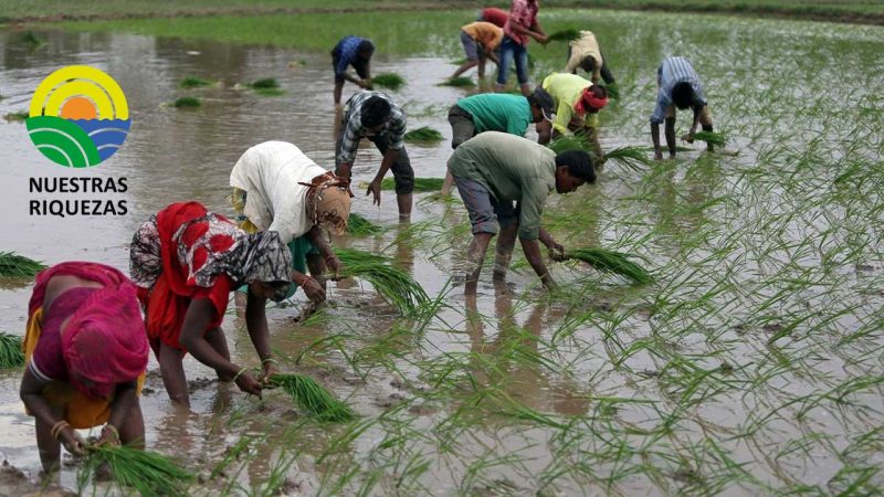 India considera restricciones a las exportaciones de arroz 100% partido