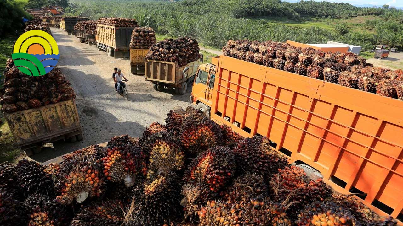 India se comprometió a importar toneladas de productos de aceite de palma