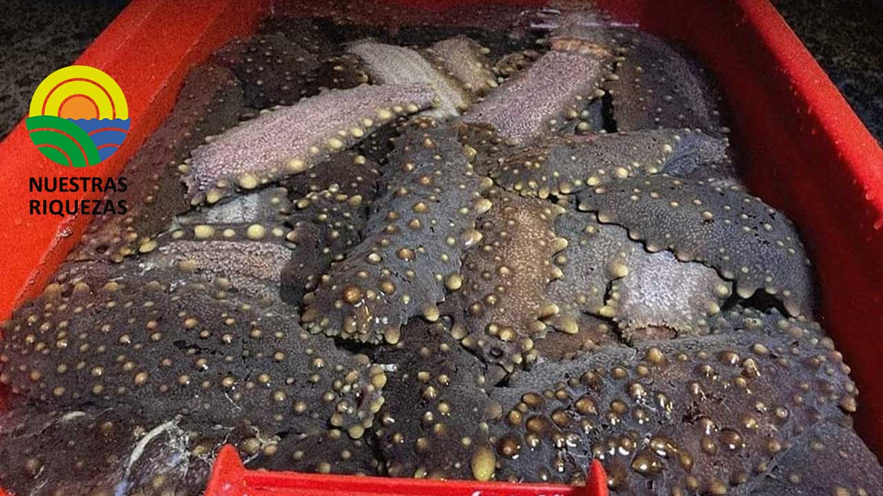 Inició la pesquería de pepino de mar