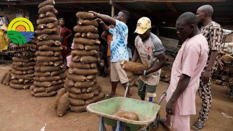 Las condiciones del cultivo de la yuca se deterioran