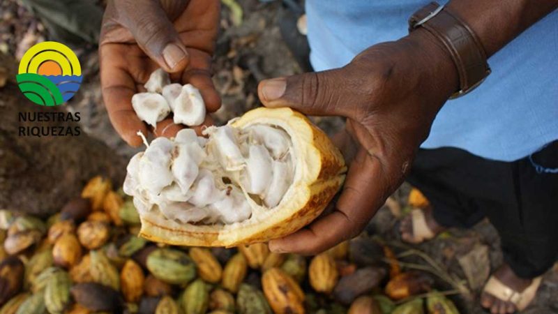 Lluvias podrían aumentar la cosecha de cacao