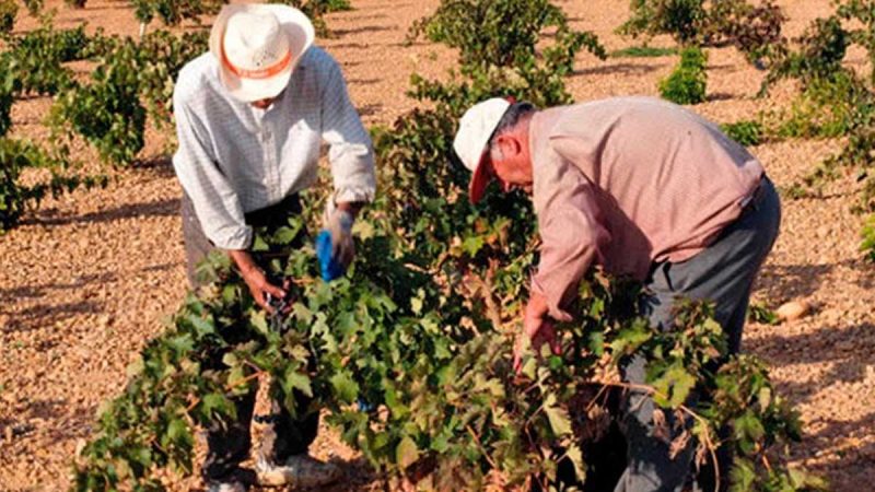 Los agricultores y ganaderos podrán recibir pagos anticipados de la PAC 