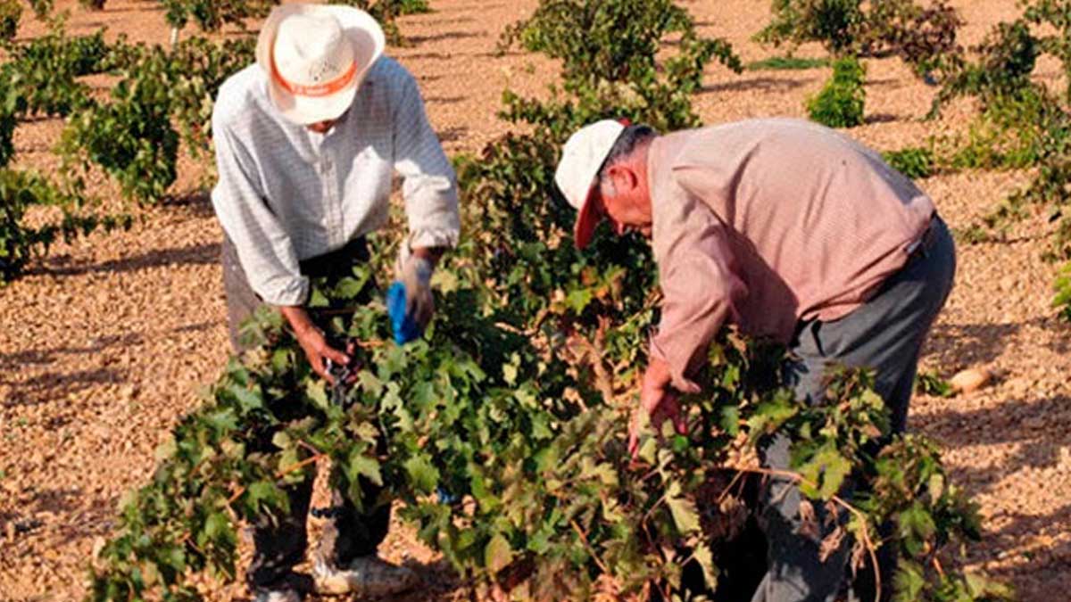 Los agricultores y ganaderos podrán recibir pagos anticipados de la PAC 