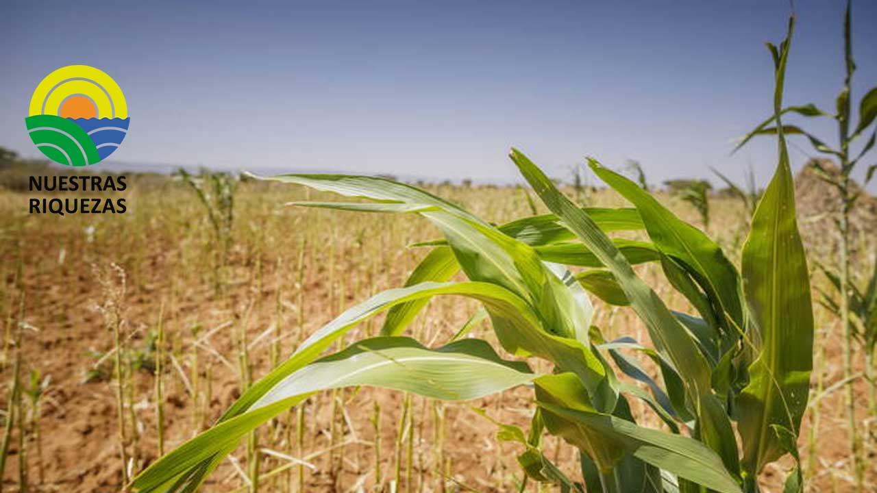 Los precios mundiales de los alimentos caen en julio, afirma la FAO