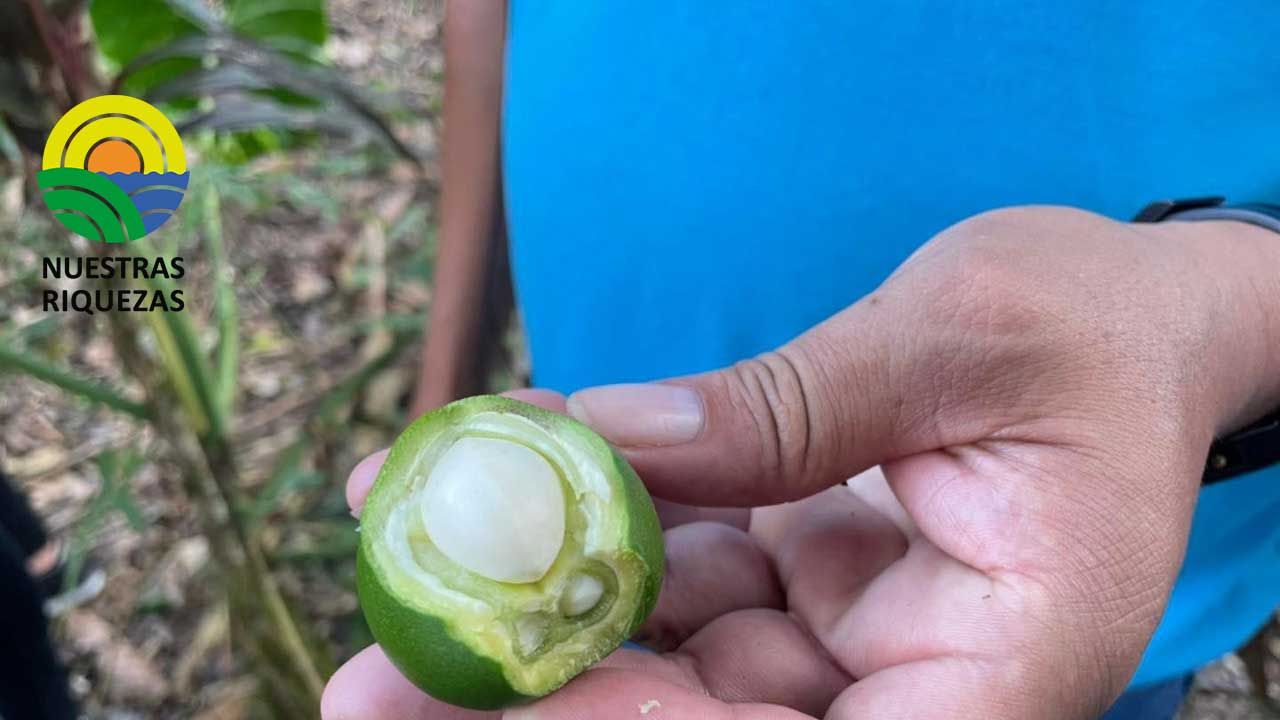MAG realiza taller para la conservación de semillas nativas