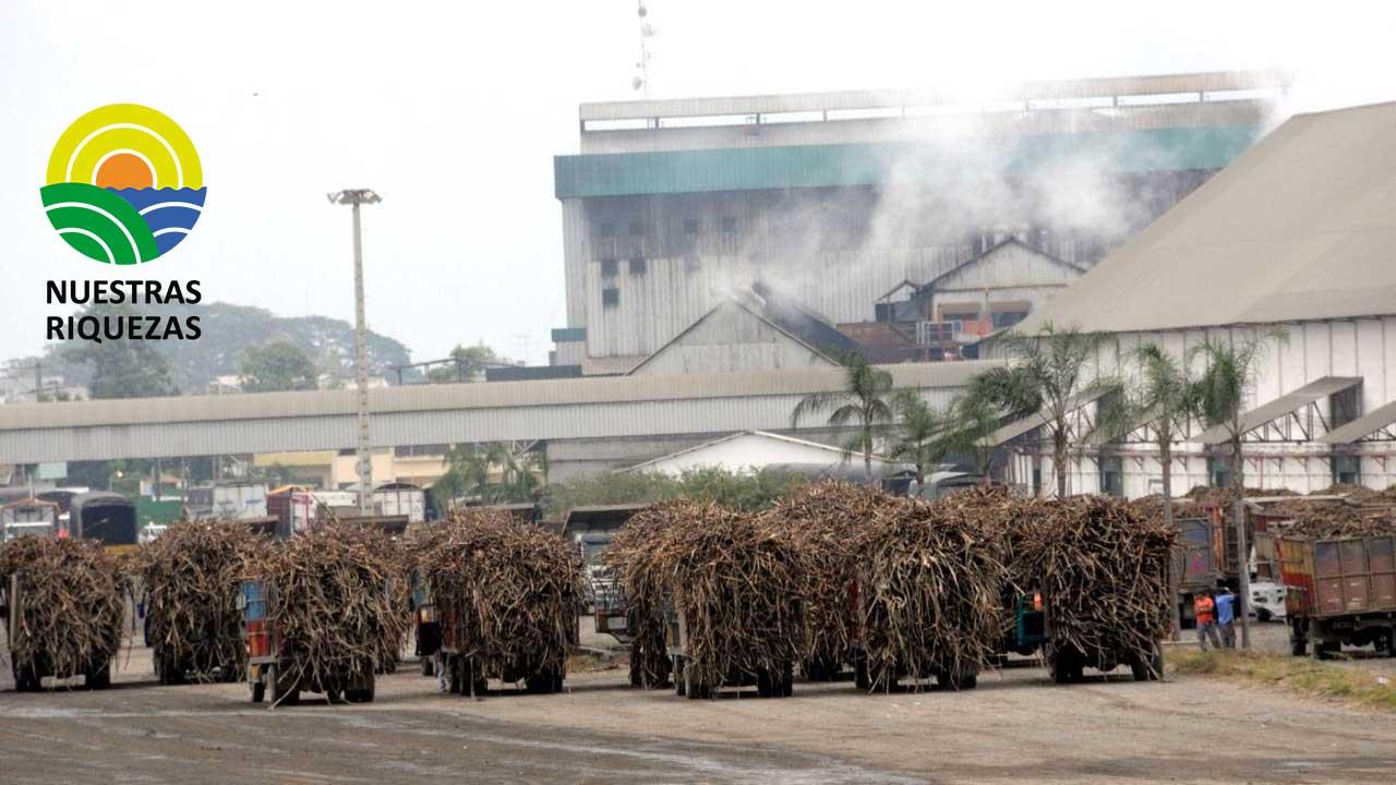 Manifestantes protestan contra la destrucción forestal