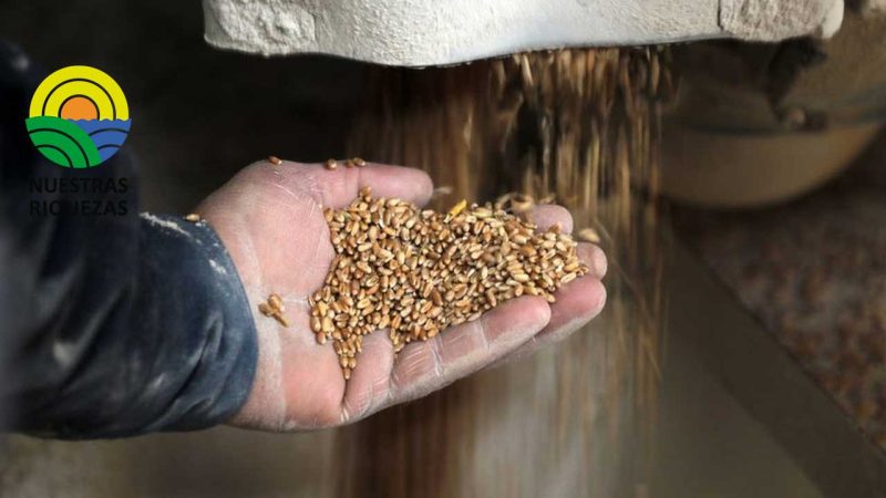 ONU pretende “intensificar” las exportaciones de grano ucraniano antes del invierno boreal