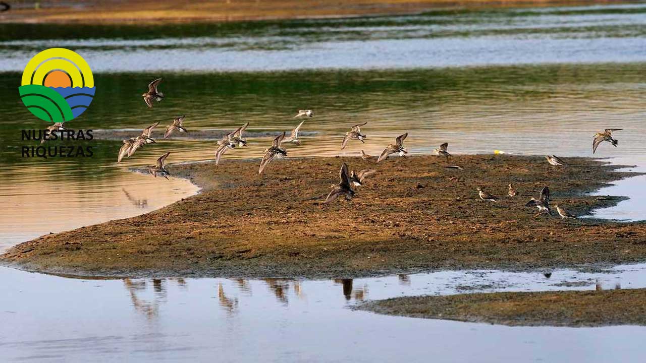 Países Bajos prohíbe usar agua de ríos por la sequía