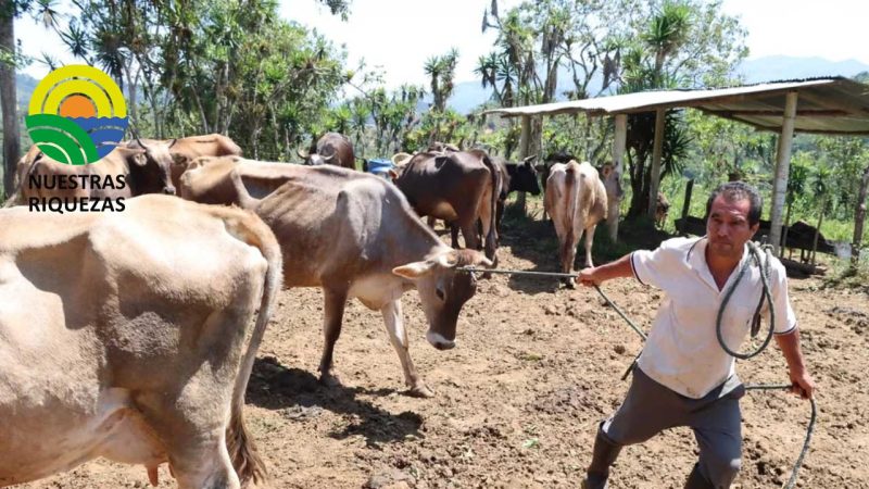 Prefectura impulsa Programa de mejoramiento genético bovino