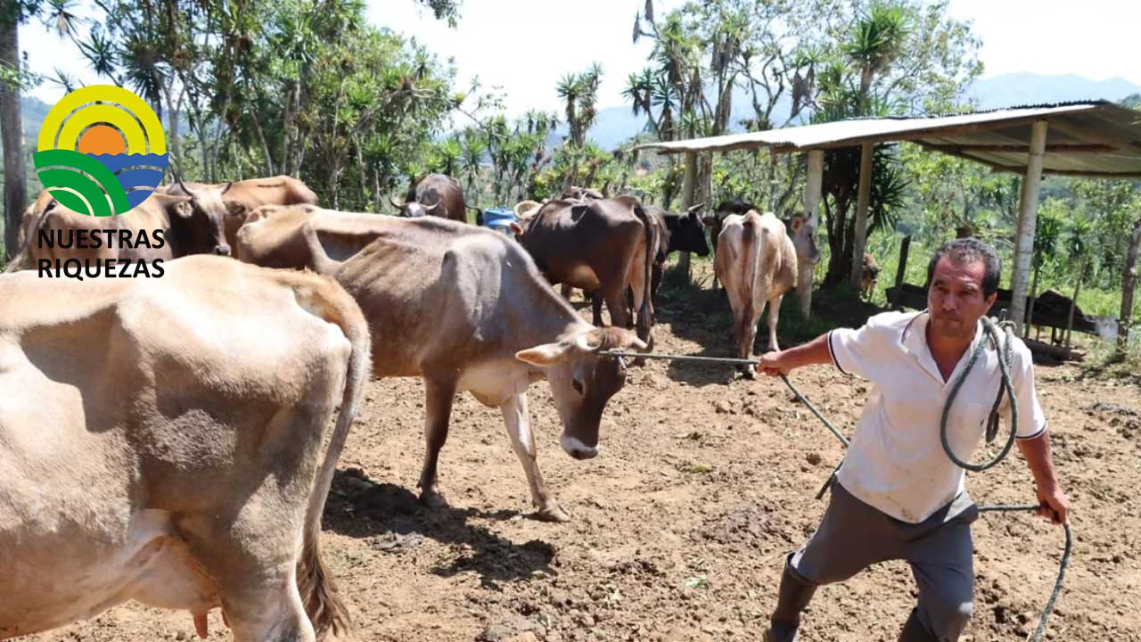 Prefectura impulsa Programa de mejoramiento genético bovino