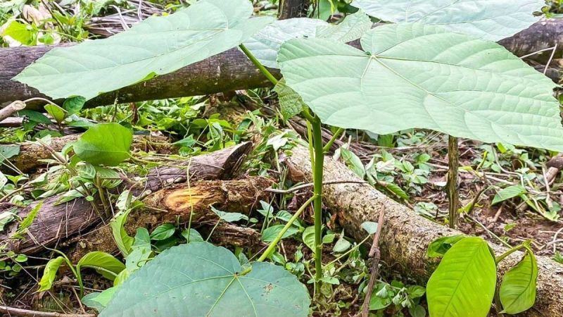 Prefectura promueve el cuidado del ecosistema