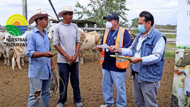 Prefectura realiza campaña de desparasitación de bovinos en parroquias rurales
