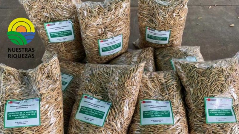 Productores de Cajamarca reciben 110 toneladas de semilla Avena INIA.