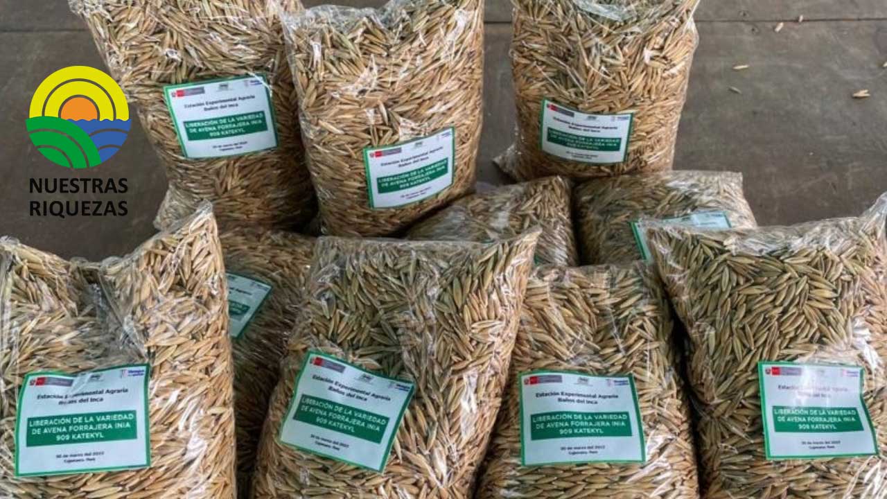 Productores de Cajamarca reciben 110 toneladas de semilla Avena INIA.