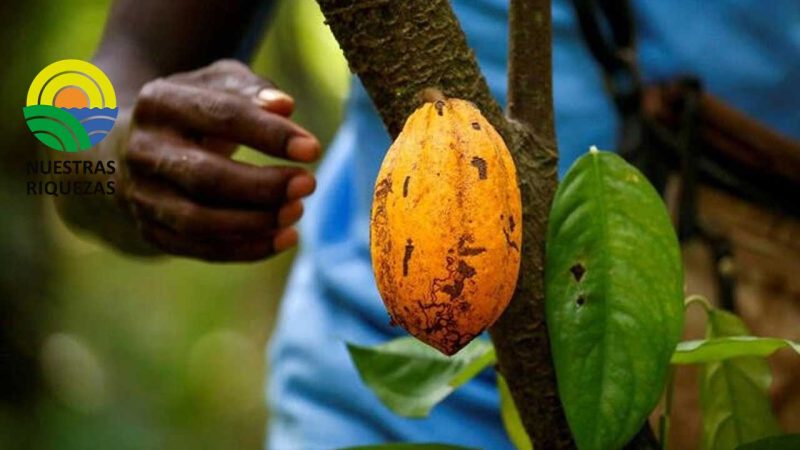 Productores de cacao de Costa de Marfil dan la bienvenida a una lluvia ligera