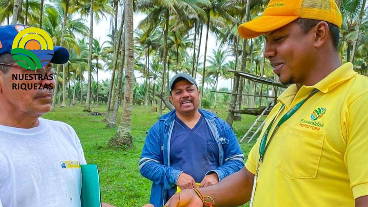 Productores de coco del cantón Muisne son capacitados en manejo de plantaciones