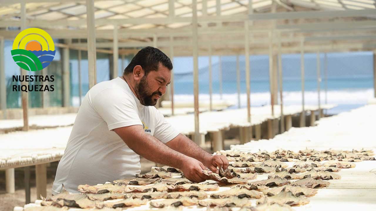 Presentan informe de siembra y cosecha de arroz