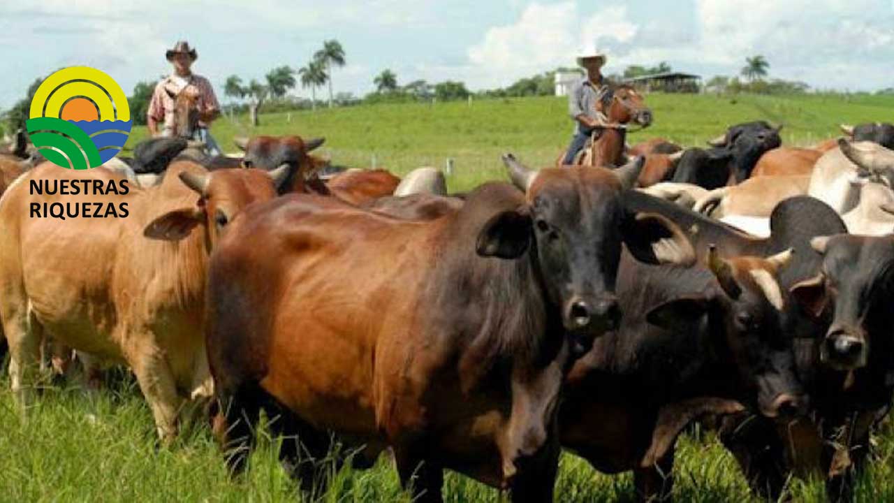 Requieren recuperar la Ley de Fomento y Desarrollo de la Ganadería