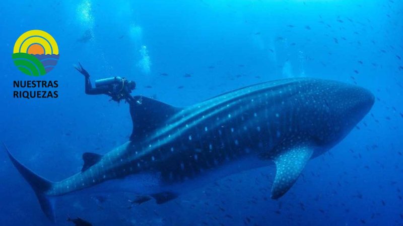 Se colocaron rastreadores satelitales a siete tiburones ballena