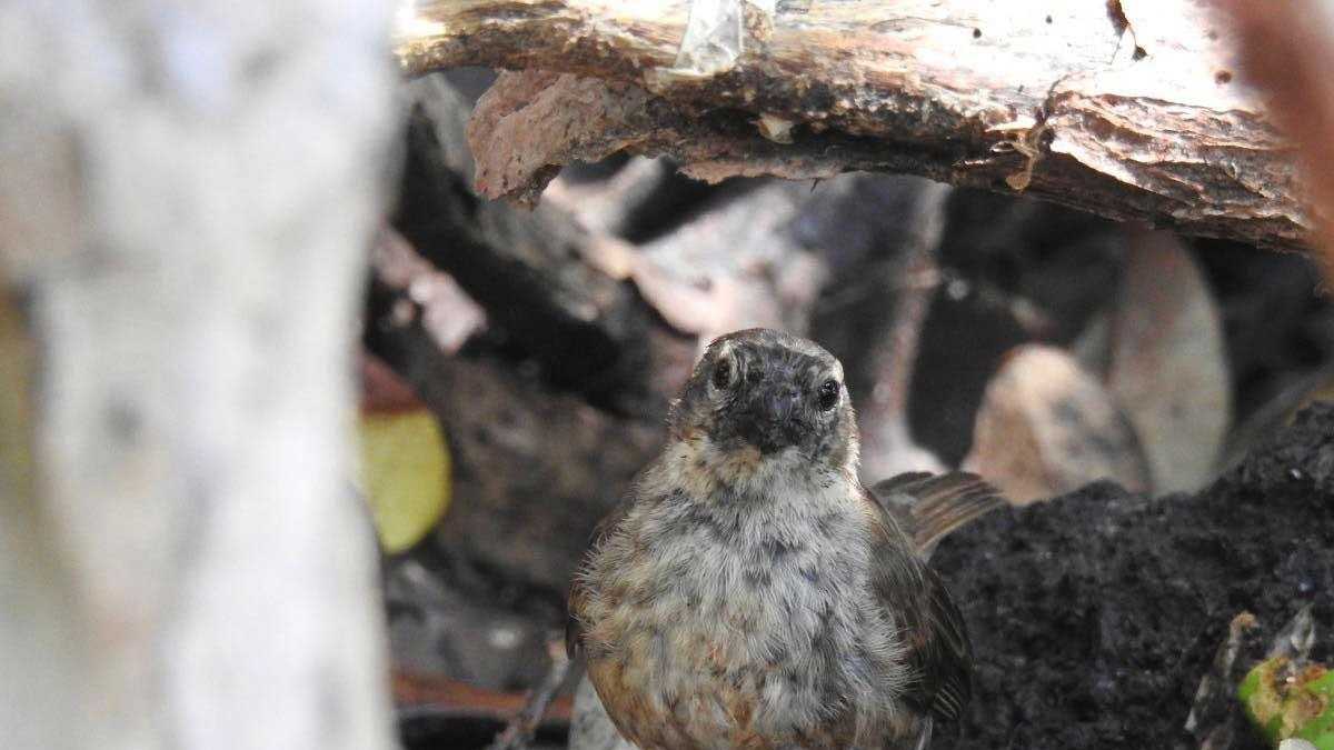 En la Isla Isabela se monitoreó la anidación del pinzón de manglar