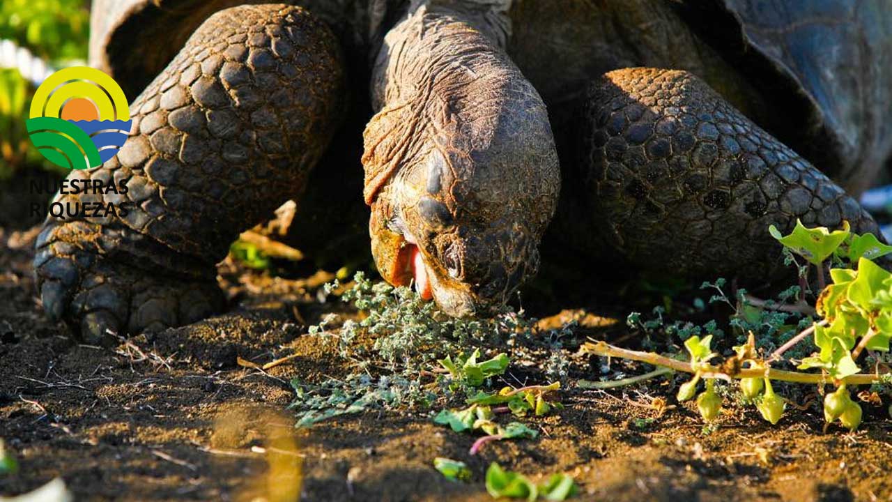 Se realizará un monitoreo ecológico en la isla Pinta