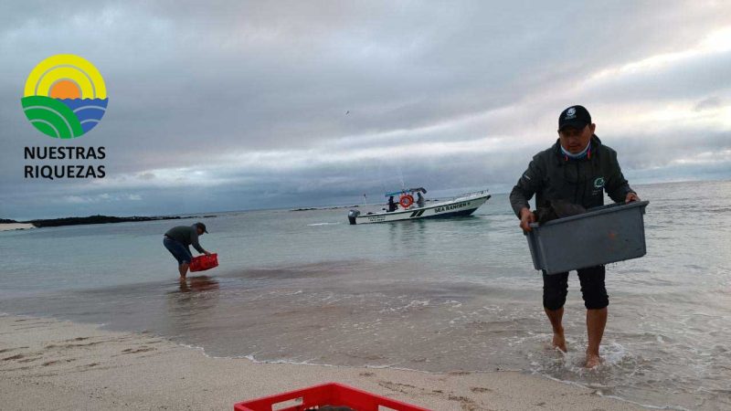 Tortugas de San Cristóbal retornaron a su hábitat natural