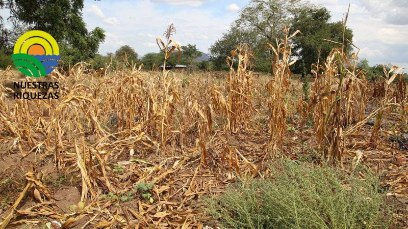 USDA prevé una afectación en la producción de maíz
