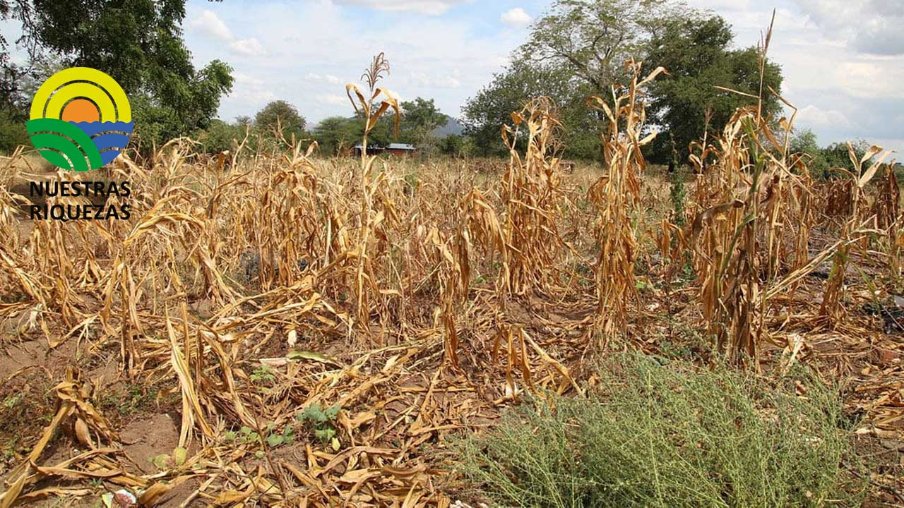 USDA prevé una afectación en la producción de maíz