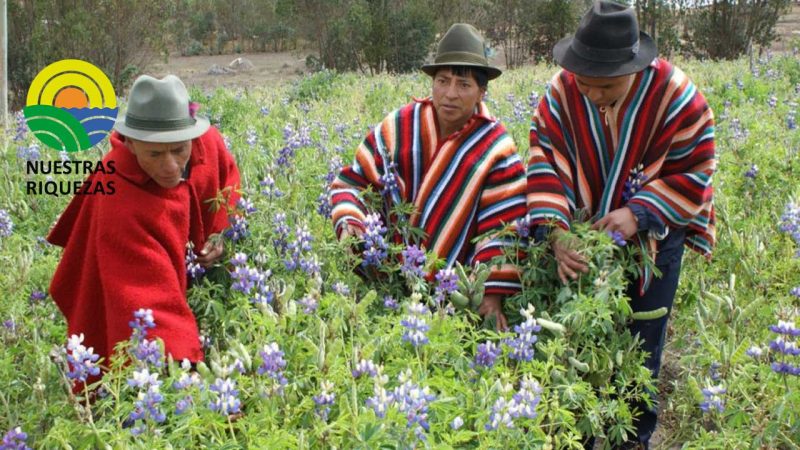 Chimborazo mejora su producción de chocho