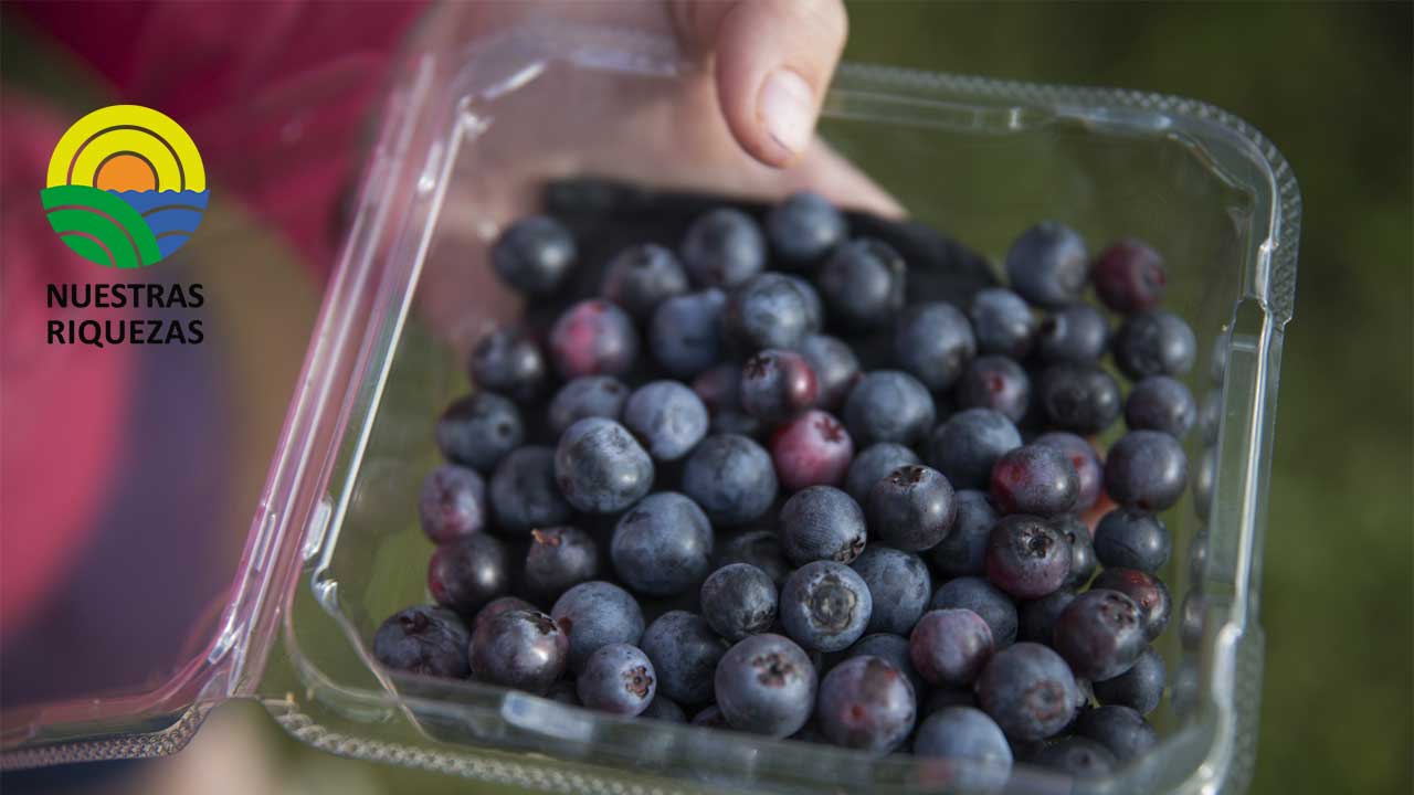 Ecuador entra a competir en el mercado internacional de arándanos