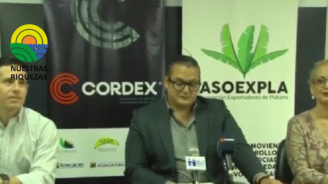 En Guayaquil se llevará a cabo la Primera Convención Internacional del Plátano 2022