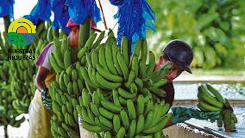 El sector bananero de Costa Rica se muestra optimista con el respaldo del «retail» de la UE y EE. UU al aumento de precios 