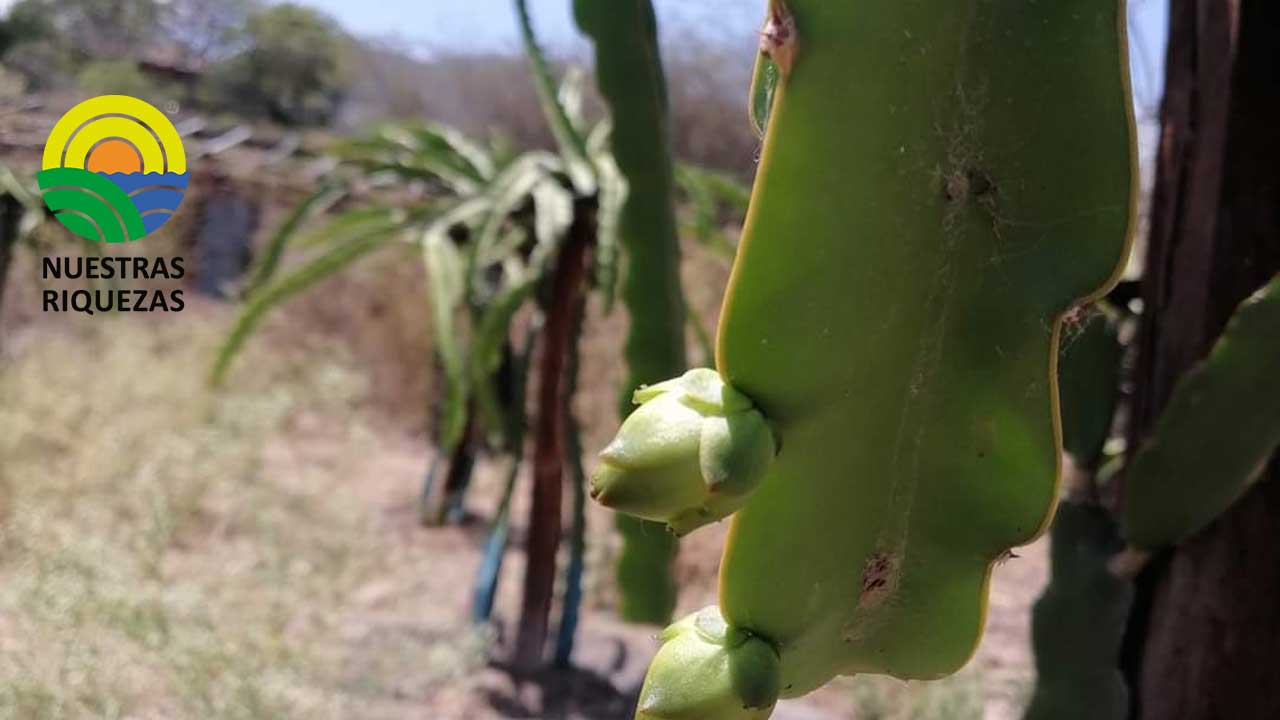 La pitahaya abre nuevos mercados    