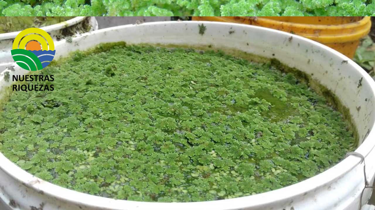La primera planta de producción de azolla ya está en construcción en Ecuador    