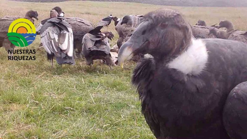Las organizaciones que lideran la organización del IV Congreso Internacional de Conservación del Cóndor Andino