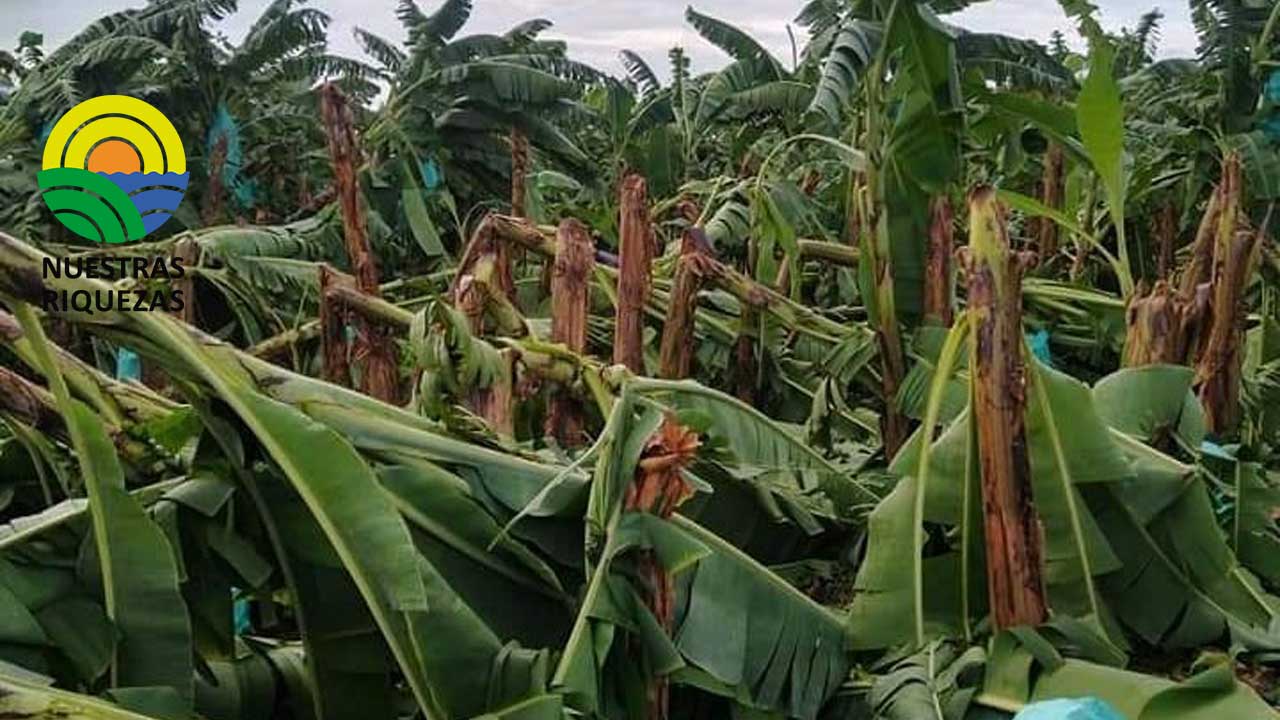 Presidente de Asbama se pronunció sobre los daños en zona bananera por lluvias 