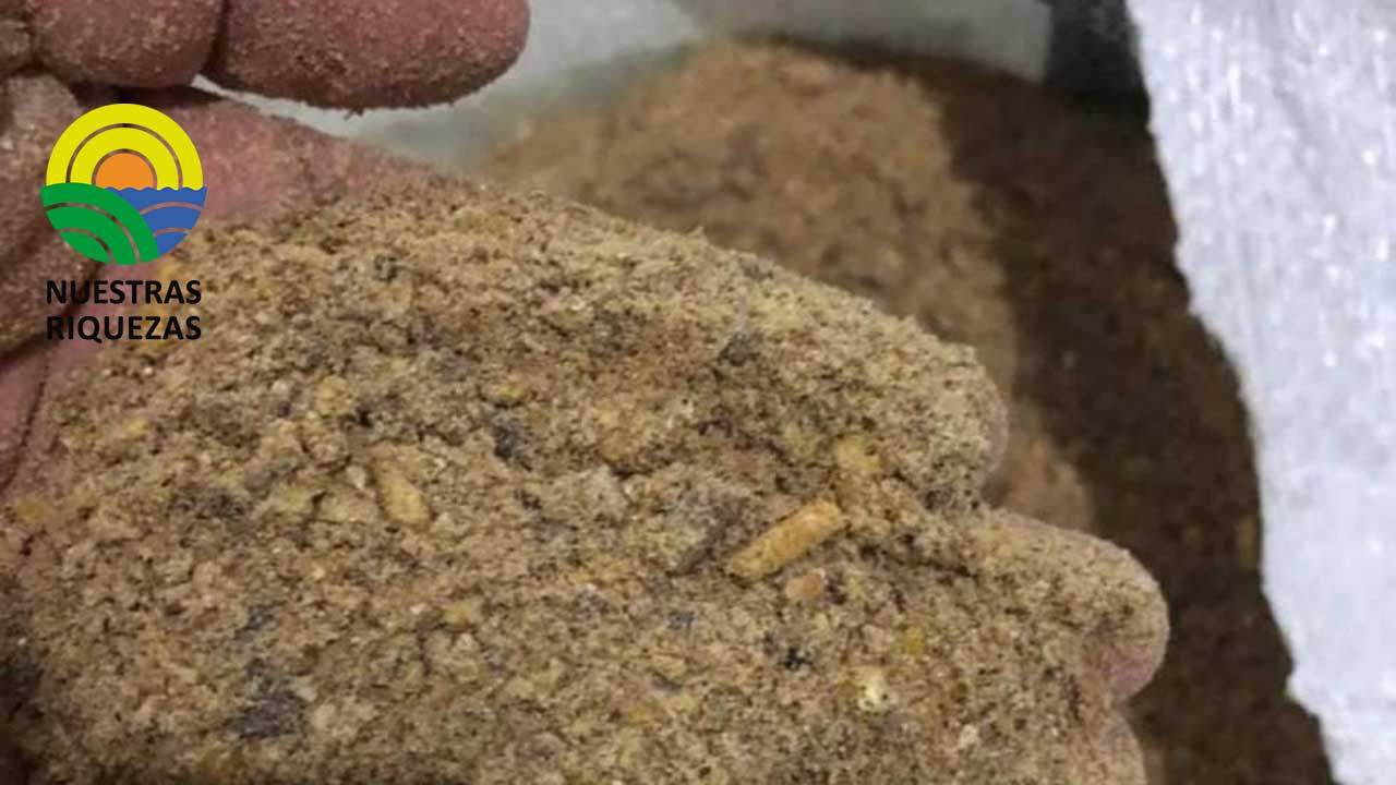 Producciòn de balanceado de camaròn  del país aumentarà gracias al trabajo de las empresas privadas     