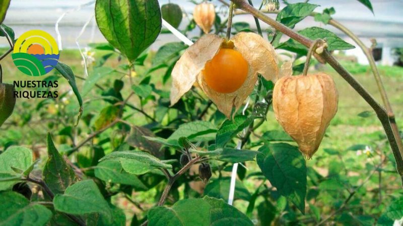 AGROSAVIA busca mitigar los efectos del Fusarium en los cultivos de uchuva para el beneficio de los pequeños agricultores 