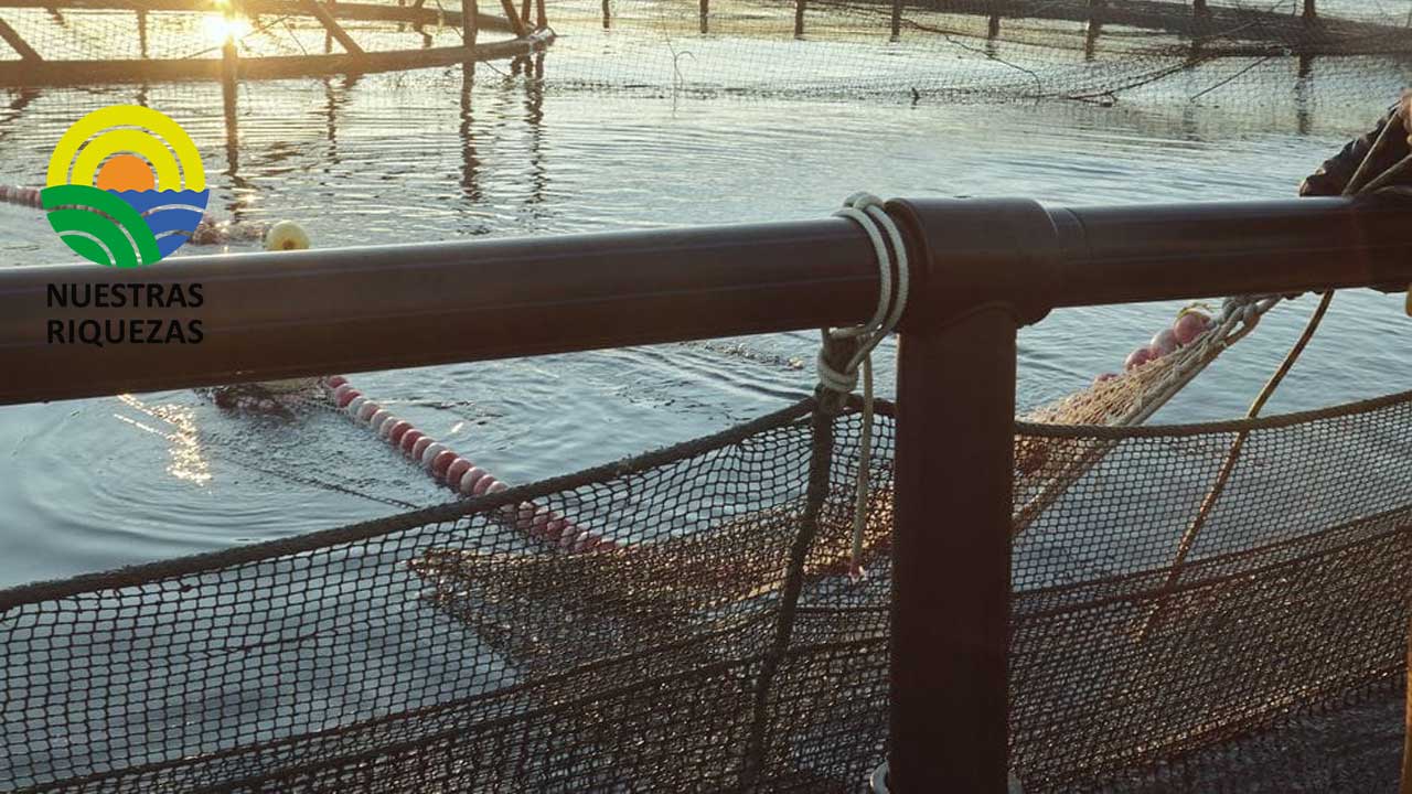 Acuicultura: la importancia de comer ‘azul’ para vivir en verde 
