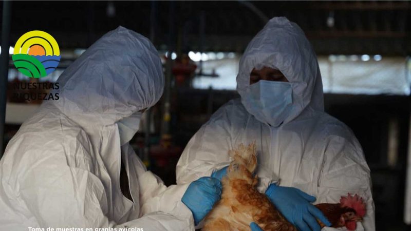 Agrocalidad reconfirma que la influenza aviar no afecta a los humanos 