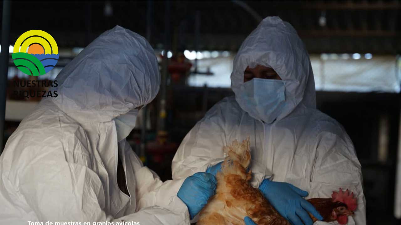 Agrocalidad reconfirma que la influenza aviar no afecta a los humanos 