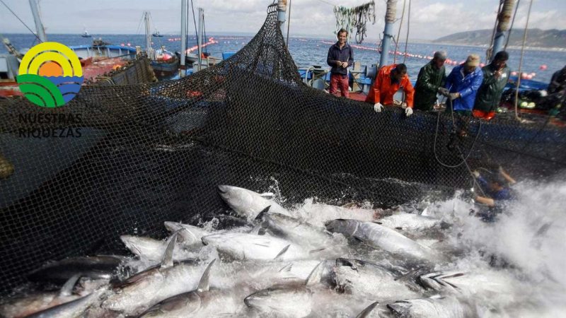 Atún de Pesca Responsable difunde su consumo en Madrid garantizando su origen sostenible 