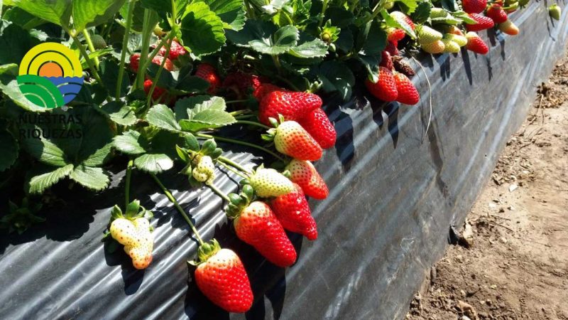 Chile libera 28 millones de plantas sanas y asigna 2.000 millones de dólares en ayudas a los freseros afectados por nematodo 