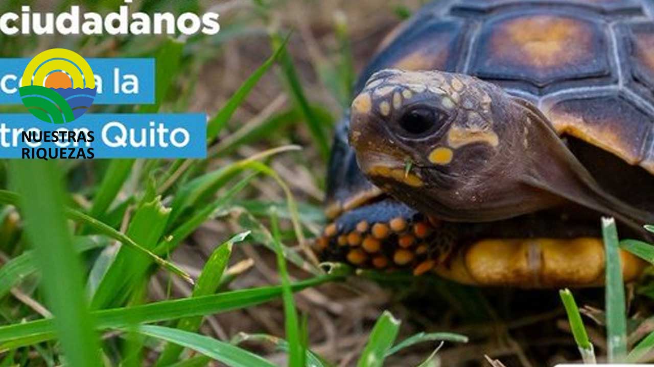 Cuatro años de prisión para dos ciudadanos por delito contra la vida silvestre en Quito 