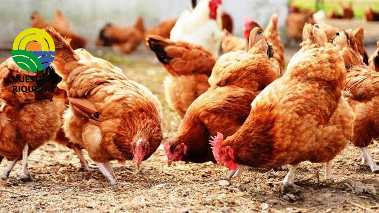 Del 21 al 25 de noviembre se celebrará la semanal RAM 