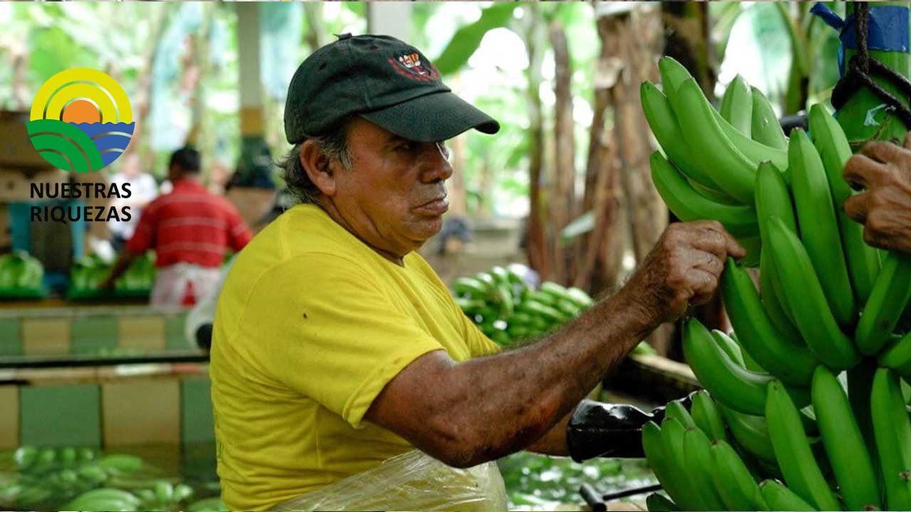 Ecuador es optimista por acceso de camarón y banano a México 