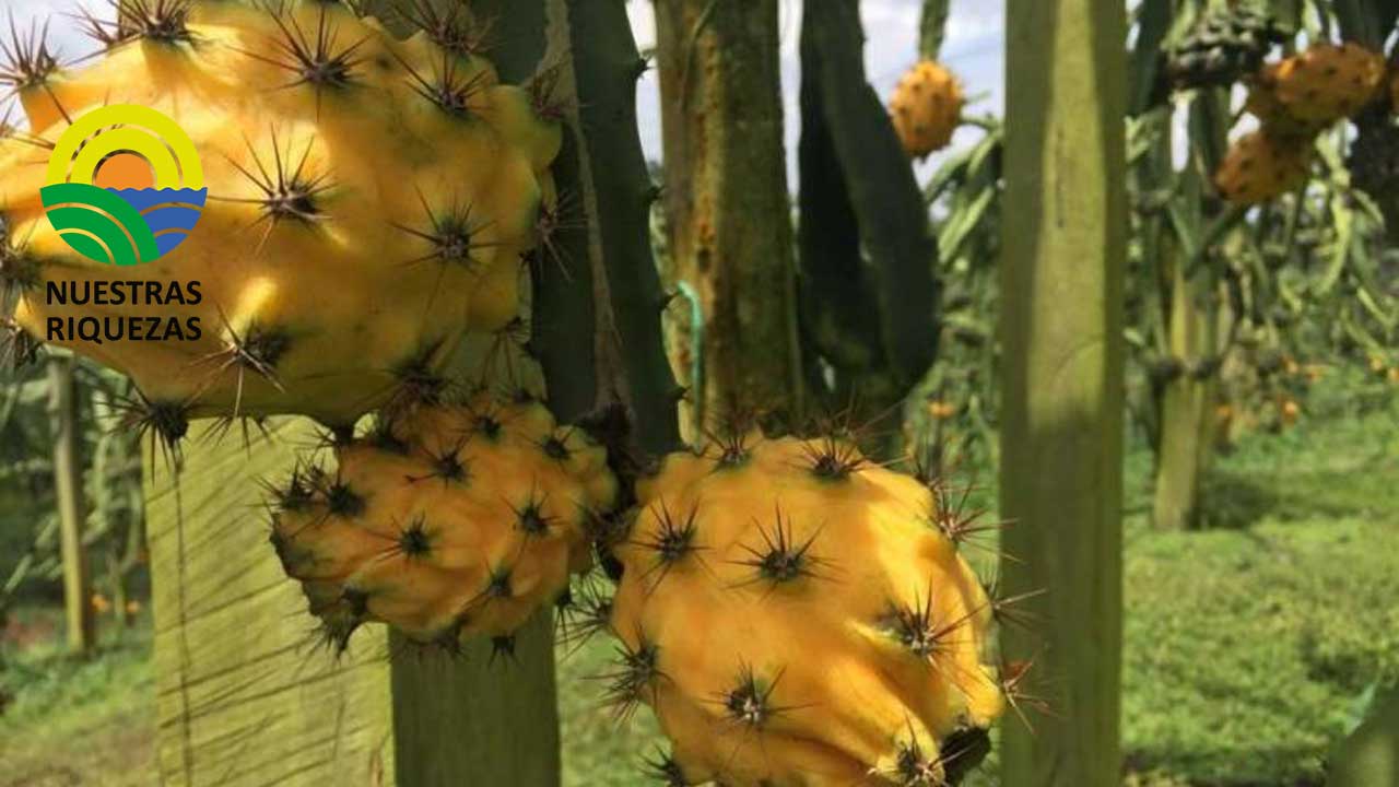 Ecuador ya puede exportar pitahaya a Perú 